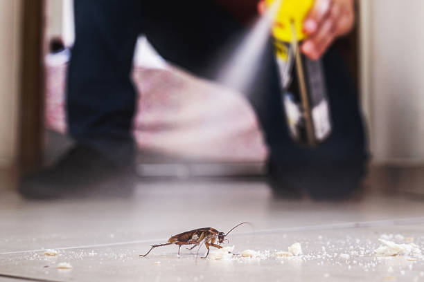 Trusted South Miami Heights, FL Pest Control Experts